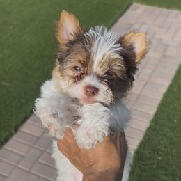 Marvin the Martian - Chocolate and tan male Yorkshire Terrier puppy in Las Vegas, Nevada from Yorkiepupsntcups