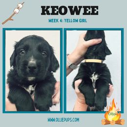 Keowee - female Golden Mountain Dog puppy in Boiling Springs, South Carolina from OlliePups, LLC