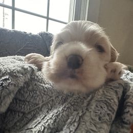 Cocker Spaniel Puppies from Abundance of Joy LLC