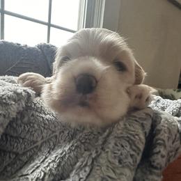 Cocker Spaniel Puppies from Abundance of Joy LLC
