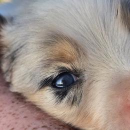 Miniature Australian Shepherds from Melissa Huffman
