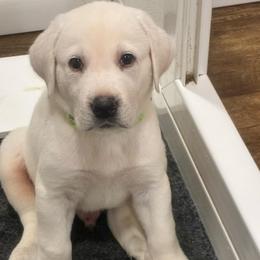 Boy  3 Green  Fee 3,500 - Yellow male Labrador Retriever puppy in Santa Clarita, California from Five Star Labradors