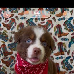 Foal AKC Tailed - Red tri-color male Australian Shepherd puppy in Inverness, Florida from Swamp Puppy Canine Kennel