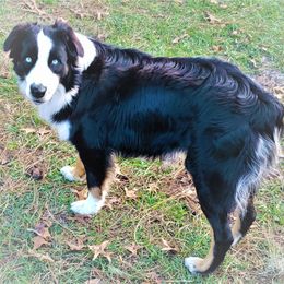 Maverick - Australian Shepherd
