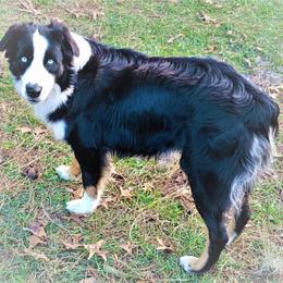 Maverick - Australian Shepherd