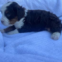 Boy 1 - Tri-color male Bernedoodle puppy in Los Angeles, California from Bernied00dle Love