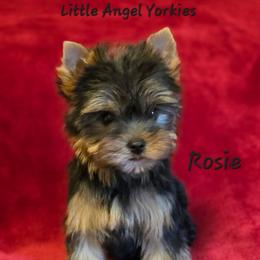Rosie - Black and tan female Yorkshire Terrier puppy in Luray, Tennessee from Little Angel Yorkies