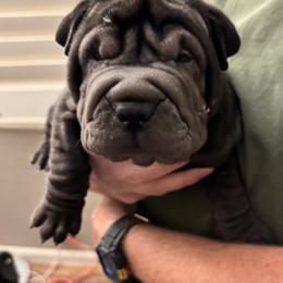 Puppy 3 - Black female Chinese Shar-Pei puppy in Cave Creek, Arizona from Center Stage Shar-pei