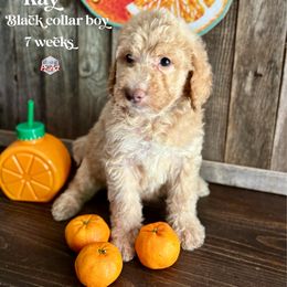 Ray - Caramel cream male Labradoodle puppy in Paw Paw, Michigan from ProAct Canines