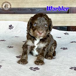 Warbler - Brown male Bernedoodle puppy in Banner Elk, North Carolina from Walnut Tree Bernedoodles