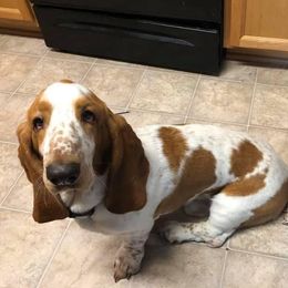 Odie  - Basset Hound