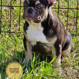 Tootsie - Tricolors female French Bulldog puppy in Celeste, Texas from Bullistik® Knl