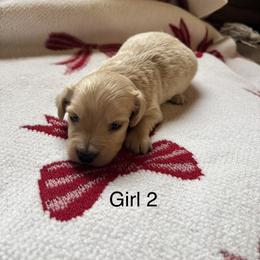 Girl 2 - Cream female Dachshund puppy in Randolph, Mississippi from Barnes Family Kennel