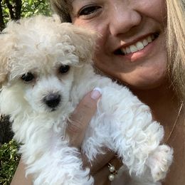 Poodle Puppies from My Little Poodle