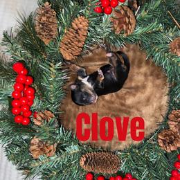 Clove - Black tri female Miniature American Shepherd puppy in Minden, Louisiana from Ironwood Creek