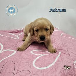 Astraea - Yellow female Labrador Retriever puppy in Elloree, South Carolina from Moonlight Kennels LLC