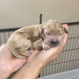 Gingerbread (Brown Collar) - Cream male Goldendoodle puppy in Bay City, Texas from Charming Doods