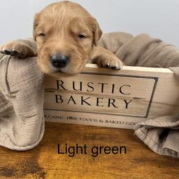 2nd pick boy (light green) - Dark golden male Golden Retriever puppy in Petaluma, California from Contango Goldens