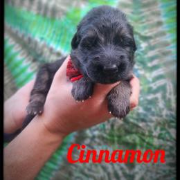 Cinnamon - Black and tan male German Shepherd puppy in Fort Jennings, Ohio from Von Holtzapple German shepherds