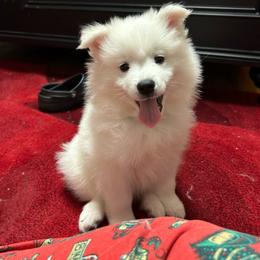 Blue Boy - White male American Eskimo Dog puppy in Chuluota, New York from Halfmoon Kennel