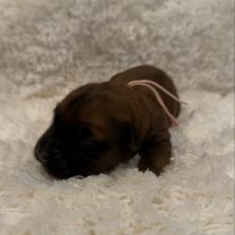 Pink - Wheaten female Soft Coated Wheaten Terrier puppy in Newark, Ohio from Valleydayle Doodles and Wheatens