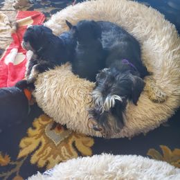 Miniature Schnauzer Puppies from Nature's Nook