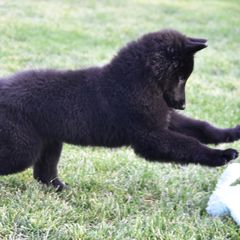 Belgian Sheepdog Puppies from Isengard