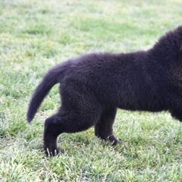 Belgian Sheepdog Puppies from Isengard
