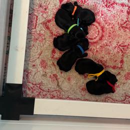 Dachshund puppies from With Love From Maggie