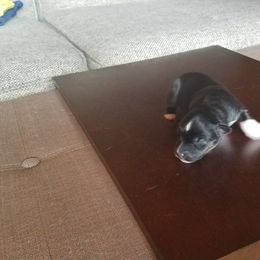 Miniature Australian Shepherd Puppies from Fisher Family Farms