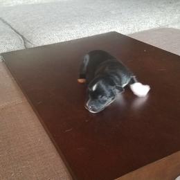 Miniature Australian Shepherd Puppies from Fisher Family Farms
