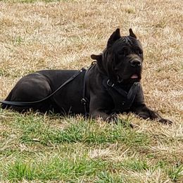Sahara - Cane Corso