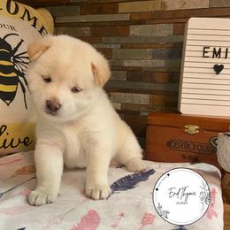 Shiba Inu Puppies from EndThyme Acres