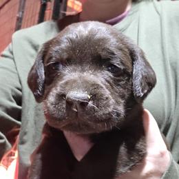 Chocolate Girl 3 - Chocolate female Labrador Retriever puppy in Andrews, South Carolina from Leyland Cypress Retrievers