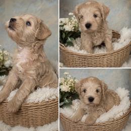Miniature Schnauzer Puppies from Hardcastle Family Schnauzer’s