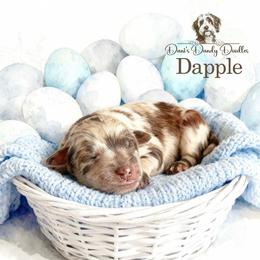 Dapple - Red merle male Aussiedoodle puppy in Roebuck, South Carolina from Dani's Dandy Doodles
