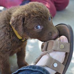 Strawberry - Brown female Chesapeake Bay Retriever puppy in Soap Lake, Washington from Desert Oasis Kennels