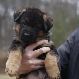 Blue Girl - Black and red female German Shepherd puppy in Apex, North Carolina from Milestone GSDs