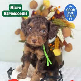 Bernedoodle, Goldendoodle, and Poodle Puppies from Plum Valley Pups