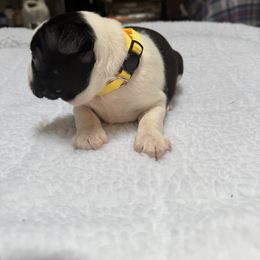 Boston Terrier Puppies from Washburns bostons
