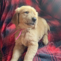 Girl 1 - Dark golden female Golden Retriever puppy in Berea, Kentucky from Lucky Golden Ranch