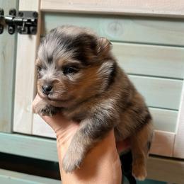 Hope - Blue merle female Pomeranian puppy in Waller (Northwest Of Houston), Texas from Blue Cottage Pomeranians