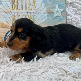 Jessica - Dapple female Dachshund puppy in Colbert, Oklahoma from Brooke Crenshaw