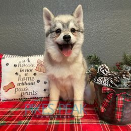 Ajax - Gray and white male Pomsky puppy in Littleton, Colorado from Pikes Peak Pomskies