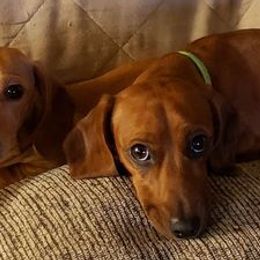 Dachshunds from Kary's Mini Doxie Kuddles