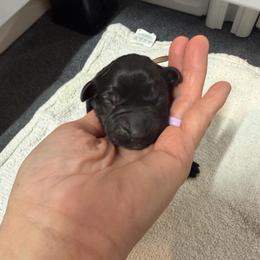 Wren in Light Pink - Black female Labrador Retriever puppy in Elloree, South Carolina from Moonlight Kennels LLC