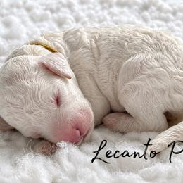 Violet - Parti female Poodle puppy in Lecanto, Florida from Lecanto Puppy