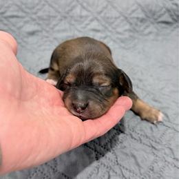 Strawberry - Chocolate male Cavapoo puppy in Nevada, Missouri from Backroad Fur Babies