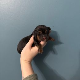 Delores - Black white and tan female Basset Hound puppy in Leroy, Michigan from Iron Sentry Farms
