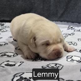 Lemmy - Yellow male Labrador Retriever puppy in Greenwich, Ohio from Pure Gem Kennel